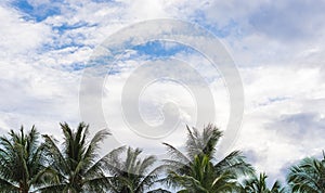 Green palm leaves with blue sky and clouds.