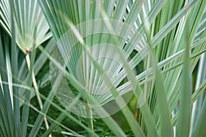 Green palm leaves in botanical garden