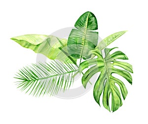 Green palm leaves bouquet. Tropical plant. Hand painted watercolor illustration isolated on white background. Realistic