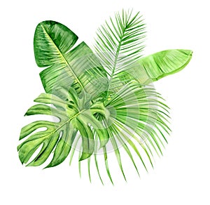 Green palm leaves bouquet. Tropical plant. Hand painted watercolor illustration isolated on white background. Realistic botanical