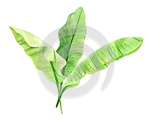 Green palm leaves bouquet. Tropical plant. Hand painted watercolor illustration isolated on white background. Realistic botanical