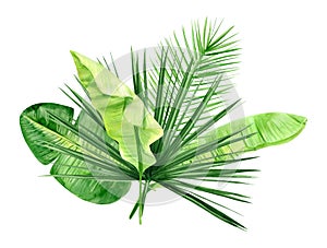 Green palm leaves bouquet. Tropical plant. Hand painted watercolor illustration isolated on white background. Realistic botanical