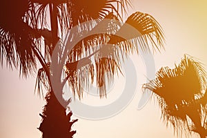 green palm leaves and branches of a tropical exotic palm tree at sunset in the sunlight on blue sky background in summer nature. v