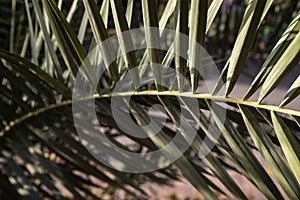 Green palm leaves close up . Flora inside of the desert oasis in arabian gulf. Leaning palm leaves under the sunlight