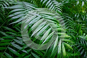 Green palm leaves closeup, abstract background with lush vegetation
