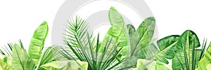 Green palm leaves and flowers banner. Tropical plant. Hand painted watercolor illustration isolated on white background. Realistic