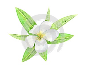 Green palm leaves and flowers bouquet. Tropical plant. Hand painted watercolor illustration isolated on white background.