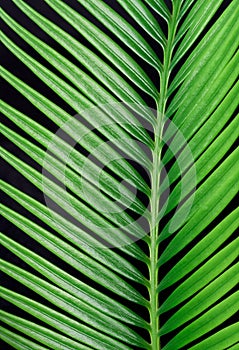 green palm leaves grow on a white background
