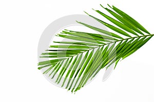 Green palm leaves isolated on white background, clipping path in