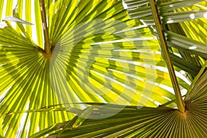 Green palm leaves in jungle, garden. Tropical exotic foliage in summer sunshine.