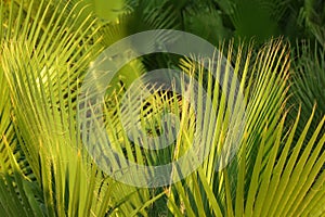 Green palm leaves lit by afternoon sun. Abstract tropical background.