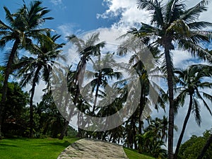 Green palm leaves. Low angle view. Tropical jungle of palm trees on blue sky background