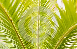 Green palm leaves in the morning summer sun. Conceptually set
