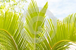 Green palm leaves in the morning summer sun. Conceptually set. Blue sky in the background