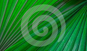 Green palm leaves nature abstract background. Tropical rainforest foliage leaf plant bushes.