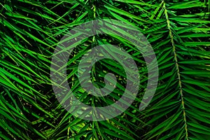 Green palm leaves nature abstract background. Tropical rainforest foliage leaf plant bushes.