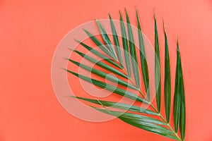 Green palm leaves on orange background top view Betel palm leaf