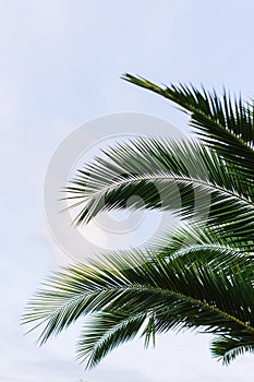 green palm leaves pattern, leaf closeup isolated against blue sky with clouds. coconut palm tree brances at tropical