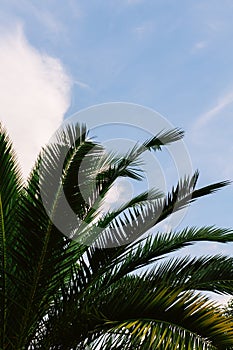 green palm leaves pattern, leaf closeup isolated against blue sky with clouds. coconut palm tree brances at tropical