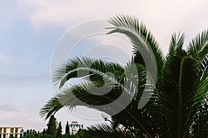 green palm leaves pattern, leaf closeup isolated against blue sky with clouds. coconut palm tree brances at tropical