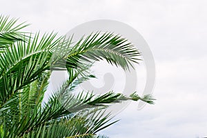 green palm leaves pattern, leaf closeup isolated against blue sky with clouds. coconut palm tree brances at tropical