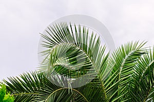 green palm leaves pattern, leaf closeup isolated against blue sky with clouds. coconut palm tree brances at tropical