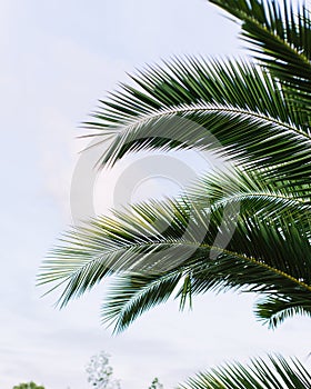 green palm leaves pattern, leaf closeup isolated against blue sky with clouds. coconut palm tree brances at tropical