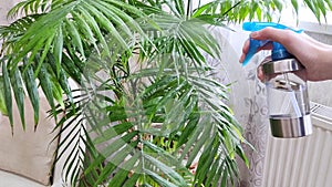 Green palm leaves of plant are sprayed with water from pulverizer. White hand holds sprayer bottle. Home Chamaedorea flower care.