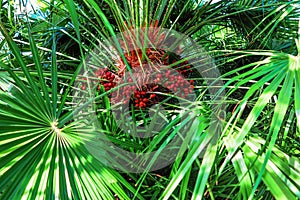 Green palm leaves with red fruit in the sunshine