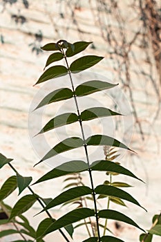 Green palm leaves with shadows on a white brick wall background. Creative minimalism trendy backdrop advertising design