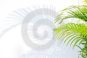 Green palm leaves and shadows on a white wall background.