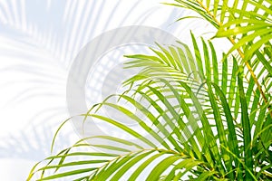 Green palm leaves and shadows on a white wall background.