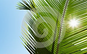 Green palm leaves in the sunshine