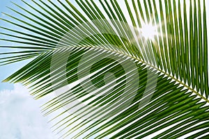 Green palm leaves in the sunshine with sunbeam