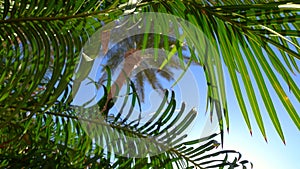 Green palm leaves swaying in light wind opposite the sun. Tropical tree branches trembling in warm breeze. Clear blue sky,