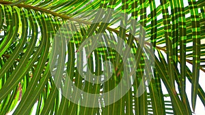 Green palm leaves swaying in light wind. Tropical tree branches trembling in warm breeze. Shadows, summer sunny day in exotic