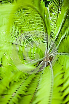 Green palm leaves from top, shallow