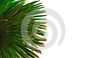 green palm leaves tree corner frame. Plant herb branch. isolated on white background with copy space for text