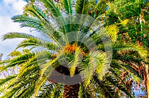 green palm leaves on trees on a sunny day against the blue sky in summer