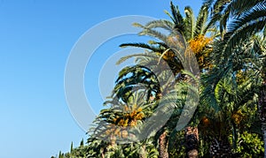 green palm leaves on trees on a sunny day against the blue sky in summer