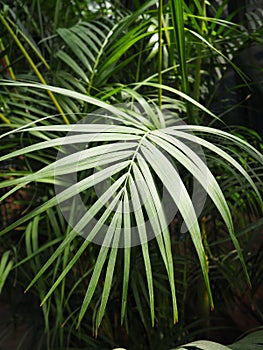 Green palm leaves in tropical forest.