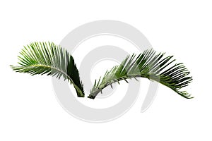 Green palm leaves white background