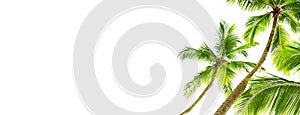 Green palm leaves white background isolated closeup, palm leaf corner border, palm branches frame, palm tree, tropical foliage