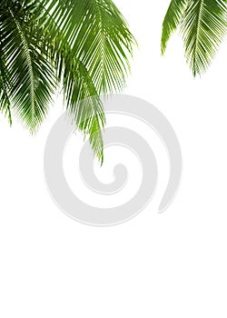 Green palm leaves white background isolated closeup, palm leaf corner border, palm branches frame, palm tree, tropical foliage