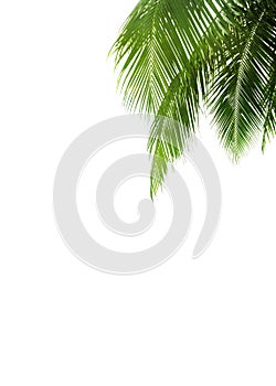 Green palm leaves white background isolated closeup, palm leaf corner border, palm branches frame, palm tree, tropical foliage