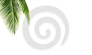 Green palm leaves white background isolated closeup, palm leaf corner border, palm branches frame, palm tree, tropical foliage