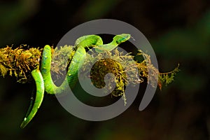 Green Palm-Pitviper, Bothriechis lateralis, danger poison snake in the nature habitat, TapantÃÂ­ NP, Costa Rica. Venomous green photo