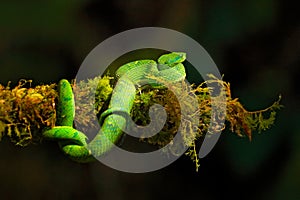 Green Palm-Pitviper, Bothriechis lateralis, danger poison snake in the nature habitat, TapantÃ­ NP, Costa Rica. Venomous green