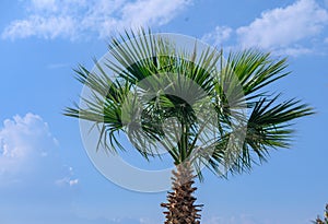 green palm tree against blue sky 2