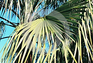 Green palm tree against blue sky